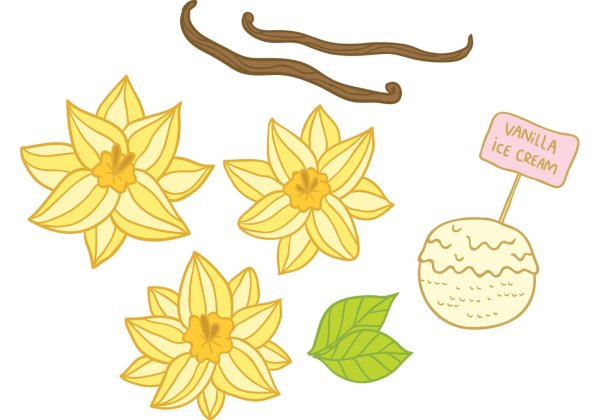 Цветок ванили вектор