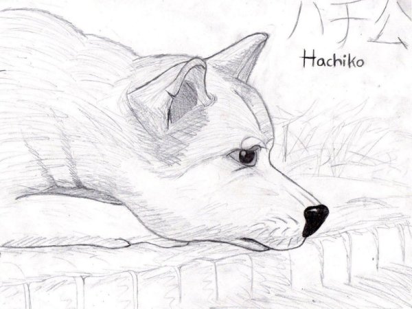 Хатико рисунок карандашом