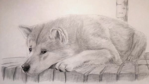 Нарисовать Хатико