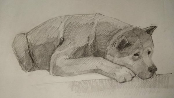 Хатико рисунок карандашом