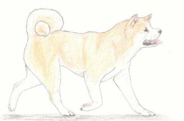 Акита ину картина