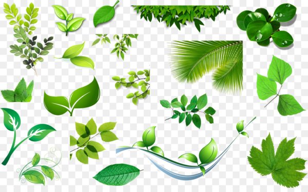 Листья вектор