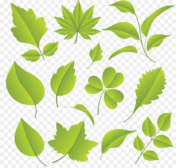 Листья вектор