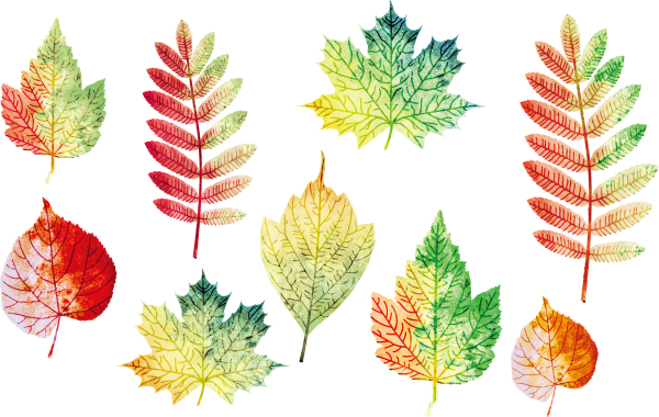 Дерево с разноцветными листьями