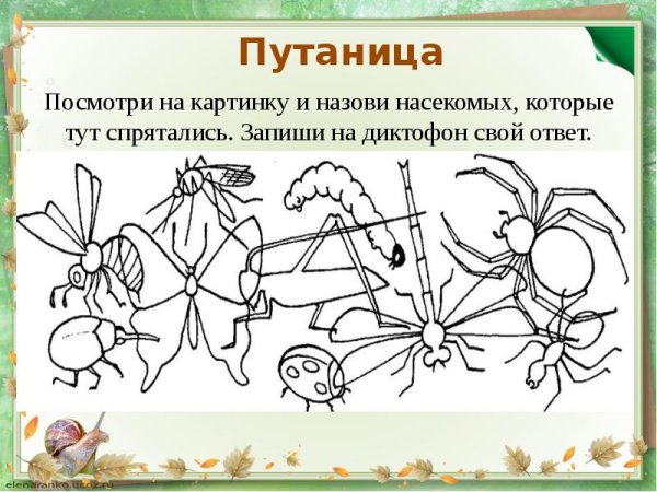 Картинки с заданиями насекомые