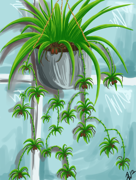 Хлорофитум хохлатый рисунок