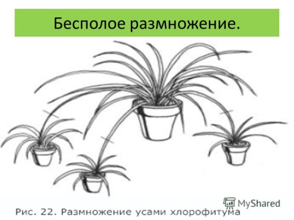Хлорофитум размножение усами