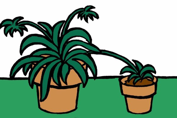 Хлорофитум для детей