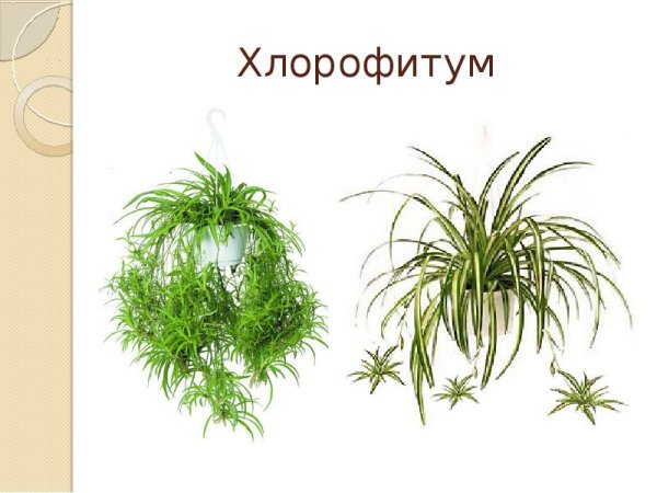 Хлорофитум строение
