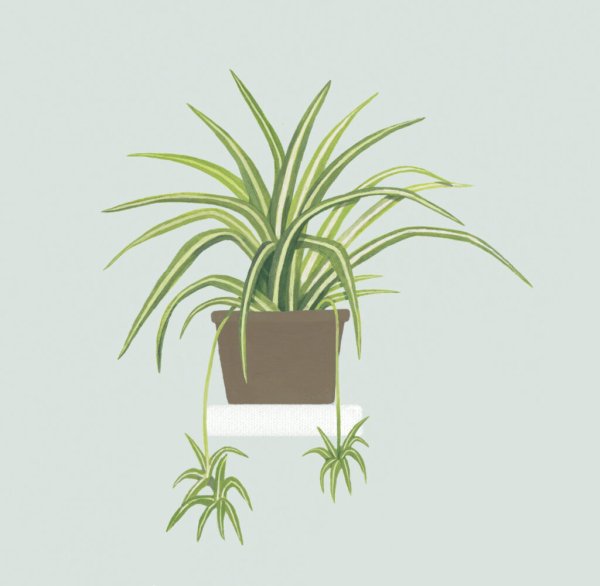 Хлорофитум рисунок для детей