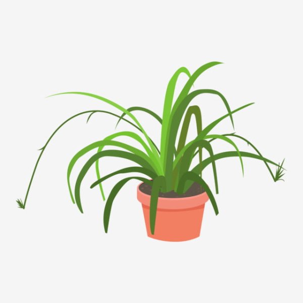 Хлорофитум вектор