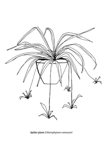 Раскраски комнатные растения хлорофитум