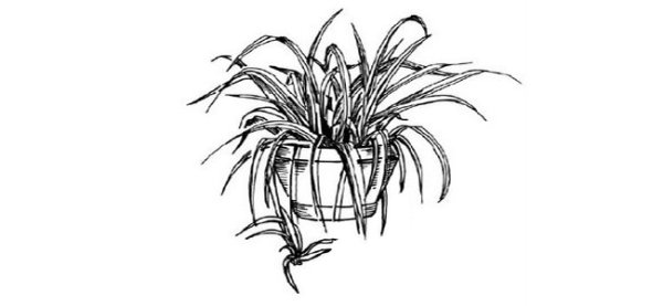 Рисование комнатные растения хлорофитум
