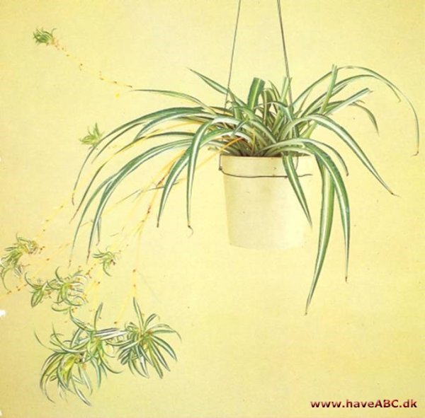 Хлорофитум раскраска для детей