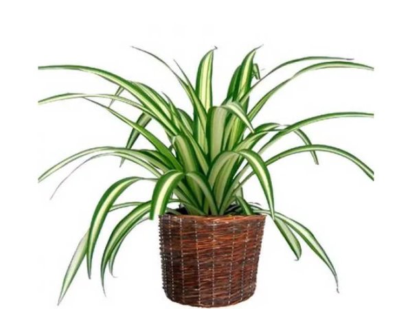 Хлорофитум лимон Грин