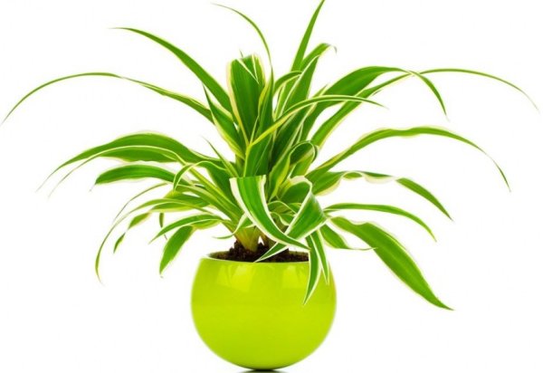 Хлорофитум PNG