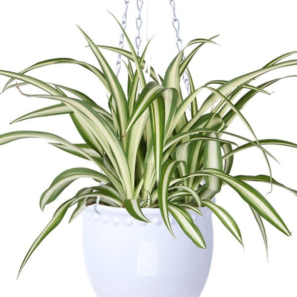 Хлорофитум цветонос