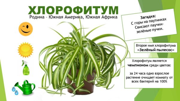 Chlorophytum comosum