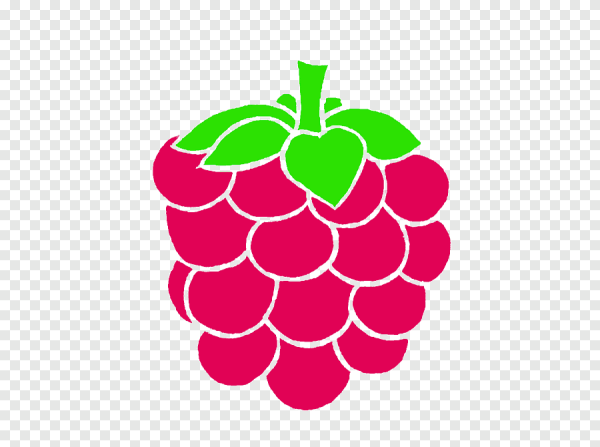 Ветка малины на белом фоне