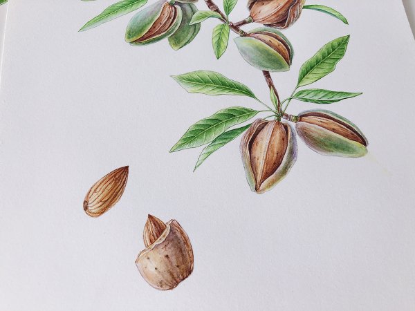 Миндаль эскиз