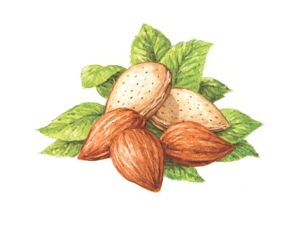 Миндаль иллюстрация