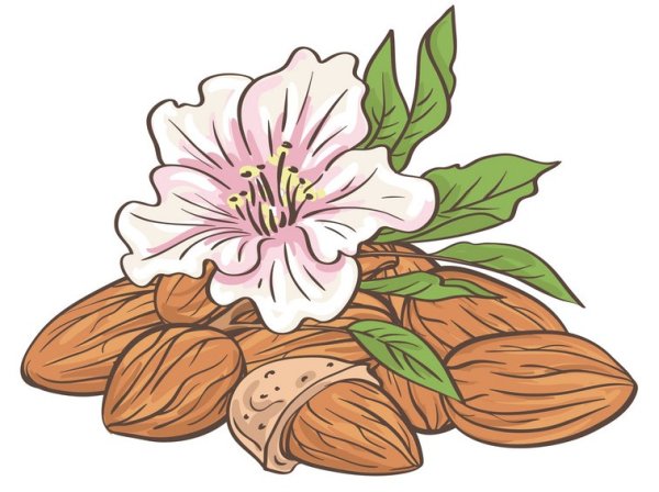 Миндаль вектор