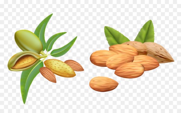 Векторная орехи миндаля