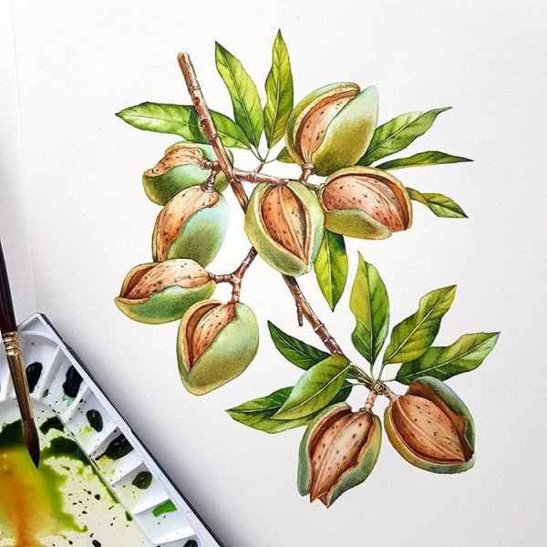 Миндаль акварель