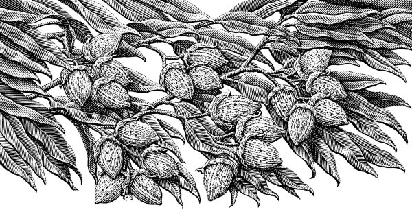 Миндаль карандашом