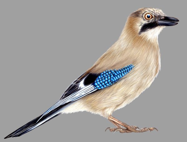 Сойка рисунок