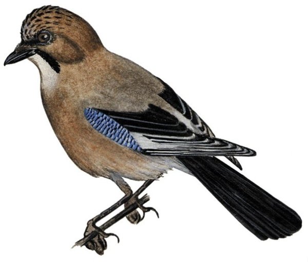 Сойка птица