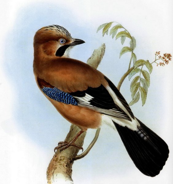 Сойка для детей