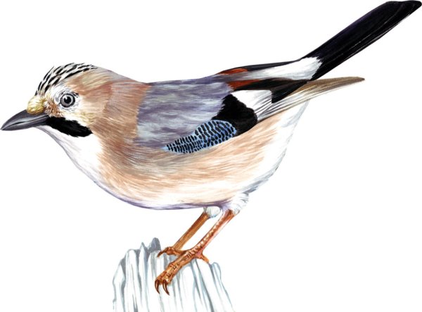 Сойка на белом фоне