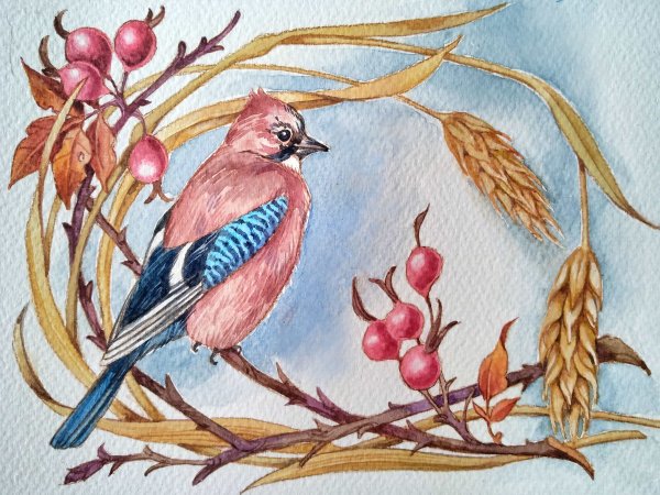 Сойка рисунок