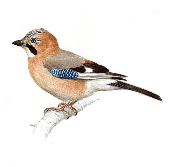 Нарисовать сойку птицу