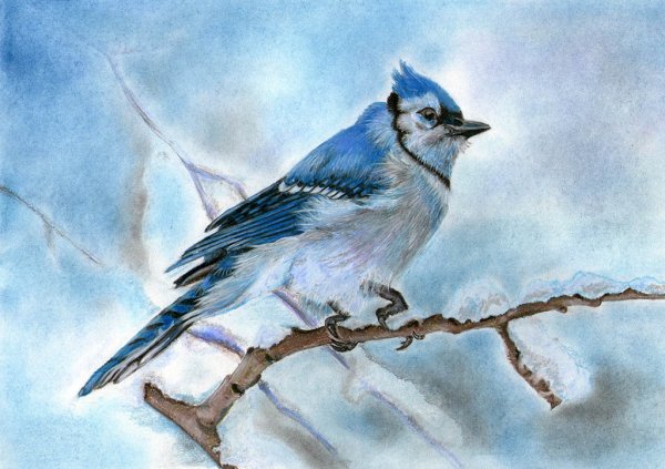 Голубая Сойка картина