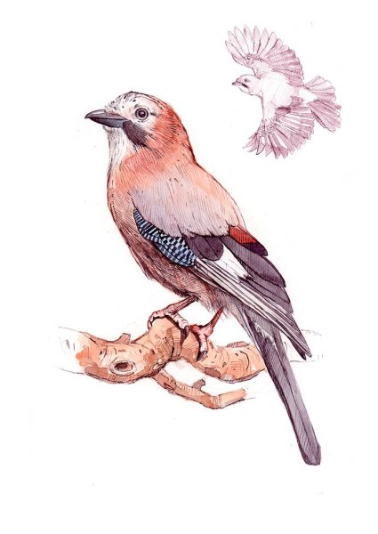 Сойка рисунок