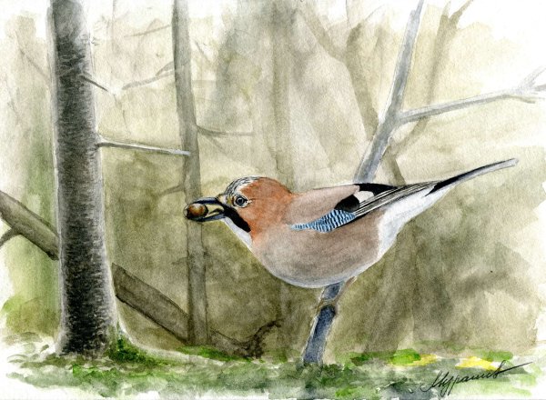 Птица Сойка иллюстрации