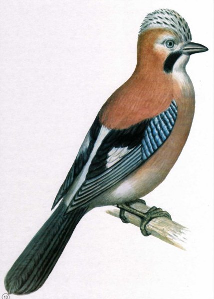 Сойка рисунок