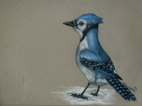Голубая Сойка арт