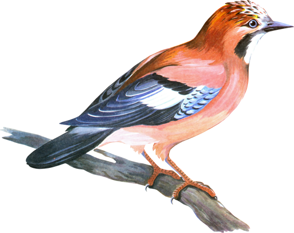 Лесные птицы на белом фоне