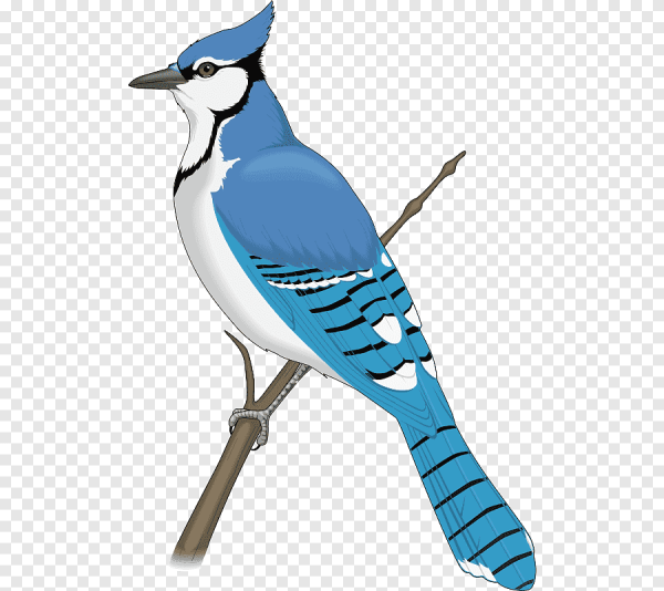 Сойка рисунок