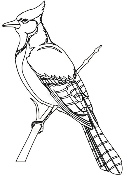 Птицы. Раскраска