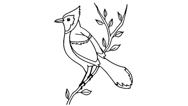 Сойка рисунок