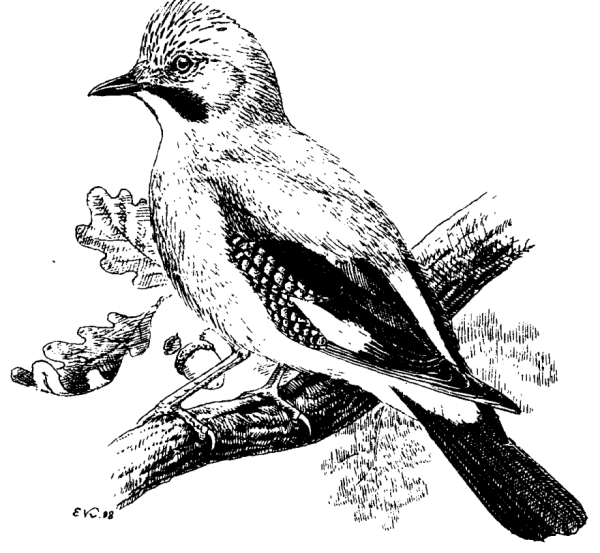 Сойка раскраска для детей