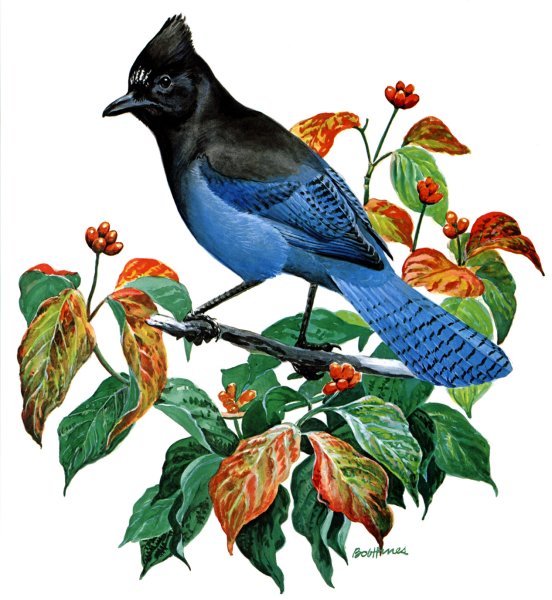 Городские птицы рисунки