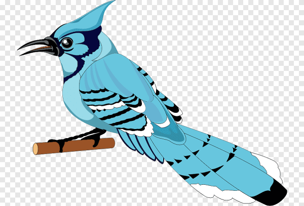 Мультяшная птица Сойка