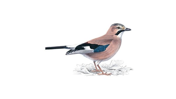 Сойка птица на прозрачном фоне