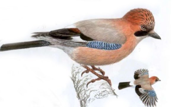 Сойка на белом фоне