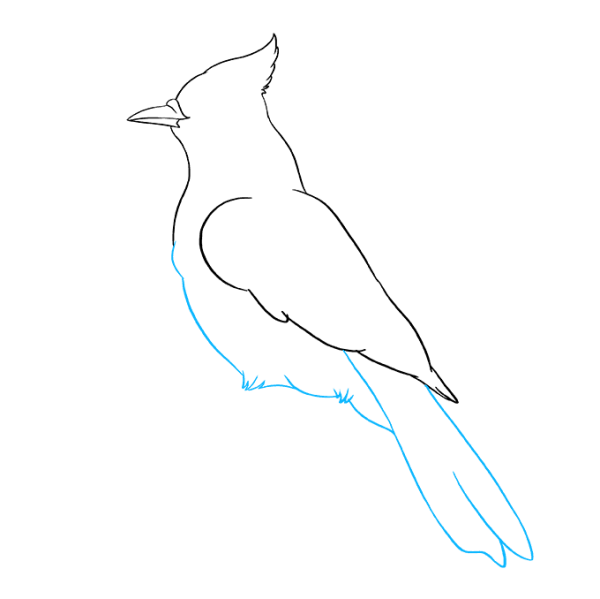 Поэтапное рисование сойки
